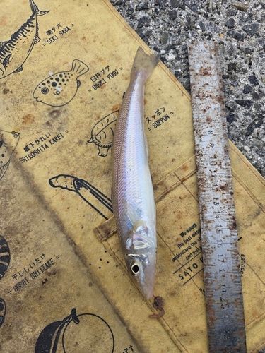 キスの釣果