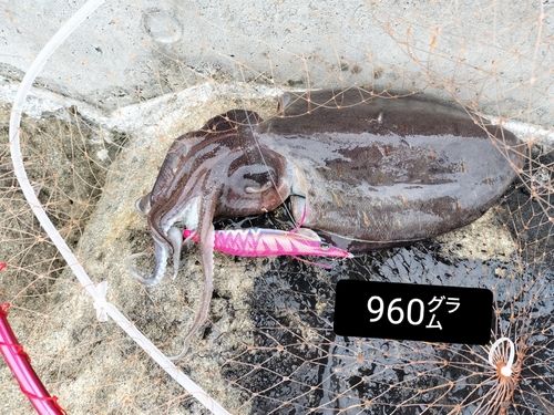 モンゴウイカの釣果