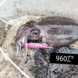 モンゴウイカ