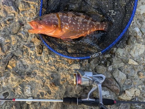 キジハタの釣果