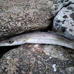 カマス