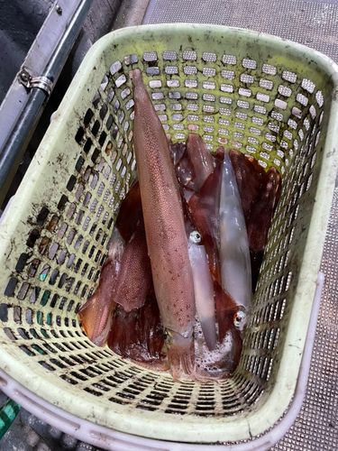 マイカの釣果