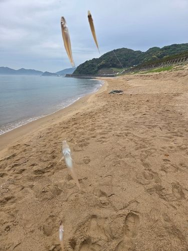 キスの釣果