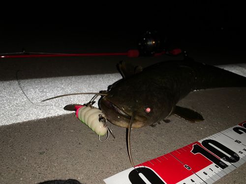 ナマズの釣果