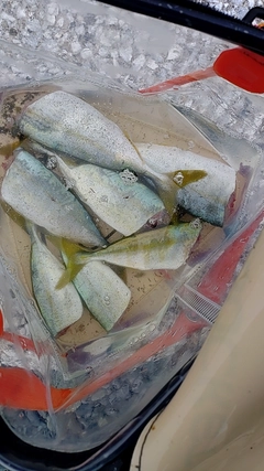 ワカシの釣果