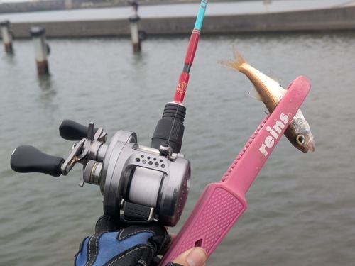 クロムツの釣果