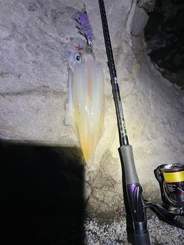 ケンサキイカの釣果