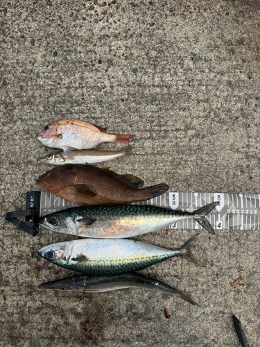 サバの釣果