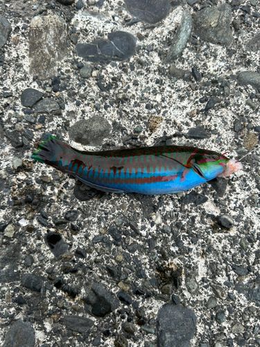 釣果