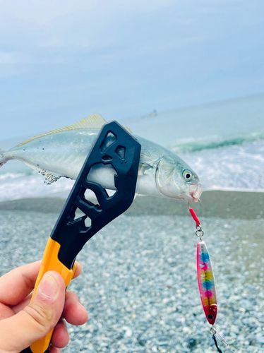 ワカシの釣果