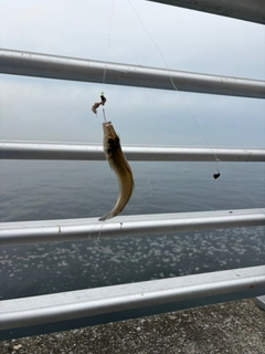 シロギスの釣果