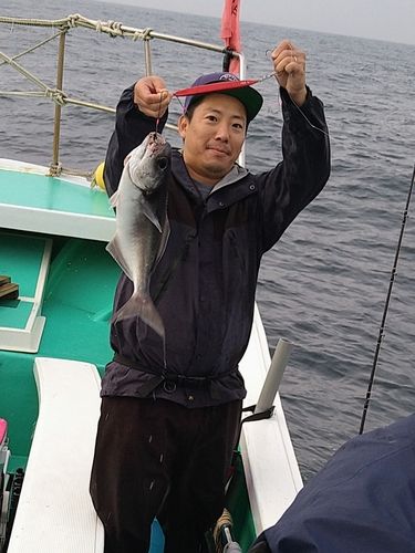 メダイの釣果