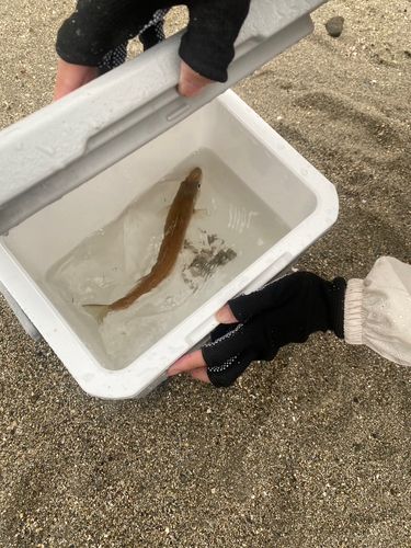 キスの釣果