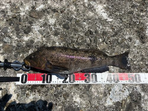 アブラコの釣果