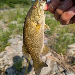 スモールマウスバス