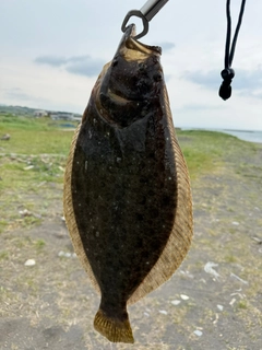 ヒラメの釣果