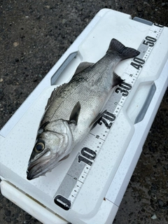 ヒラスズキの釣果