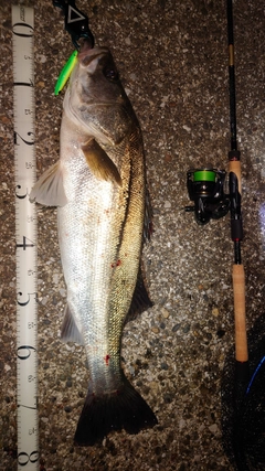 スズキの釣果