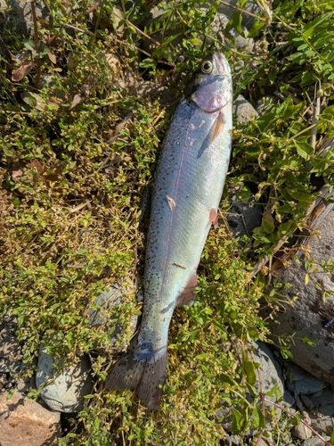 ニジマスの釣果