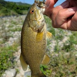 スモールマウスバス