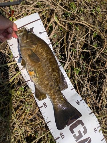 スモールマウスバスの釣果