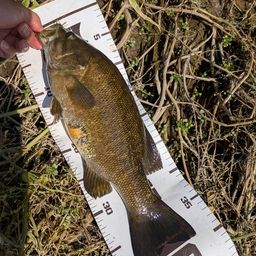 スモールマウスバス