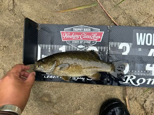 スモールマウスバスの釣果