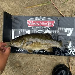 スモールマウスバス