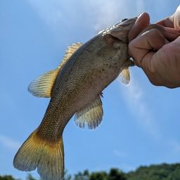 スモールマウスバス