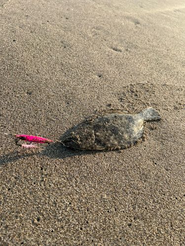 ソゲの釣果