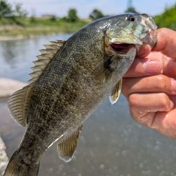 スモールマウスバス