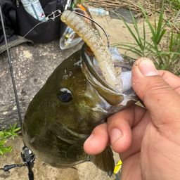 スモールマウスバス