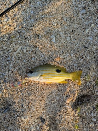 ヤマトビーの釣果