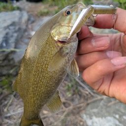 スモールマウスバス