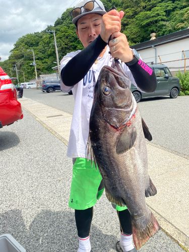 イシナギの釣果