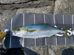 ヒラマサの釣果