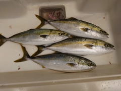 ヤズの釣果