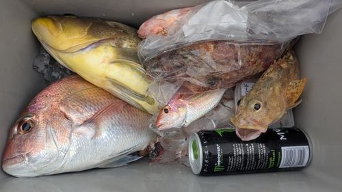 マダイの釣果
