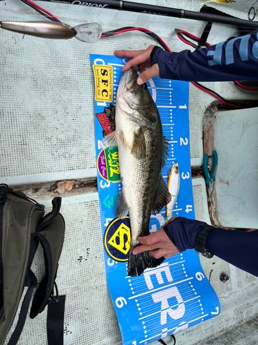 ブラックバスの釣果