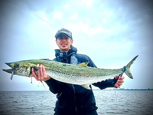 サワラの釣果
