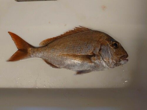 マダイの釣果