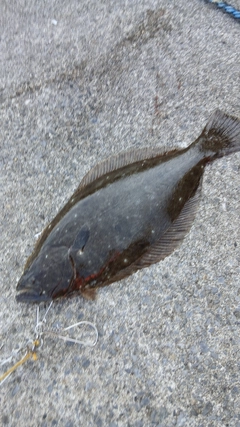 ヒラメの釣果