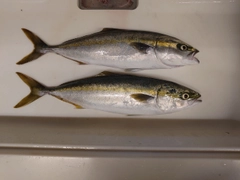 ヤズの釣果