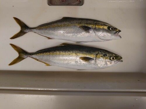 ヤズの釣果