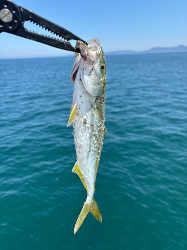 ワカシの釣果