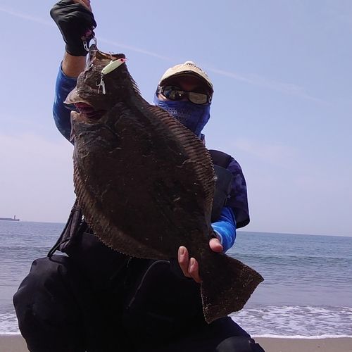 ヒラメの釣果