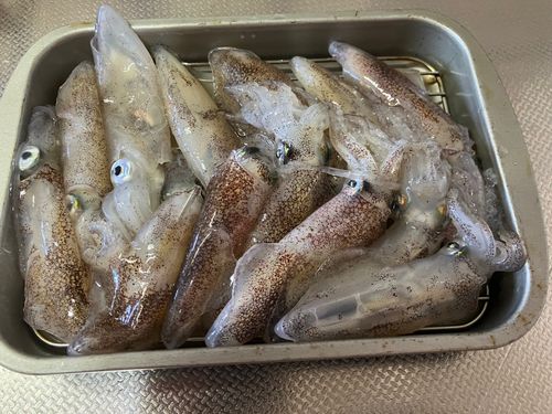 マメイカの釣果