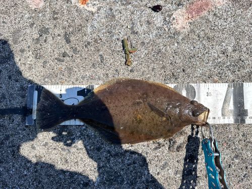 ムシガレイの釣果