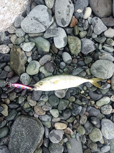 ワカシの釣果