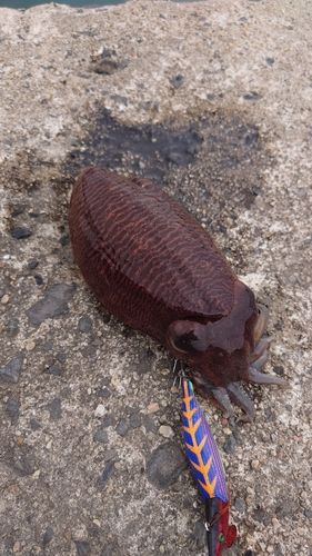 コウイカの釣果